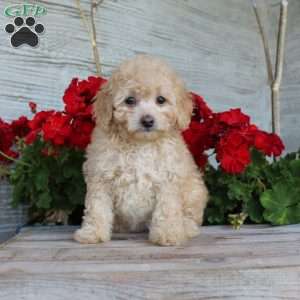 Cuddles, Miniature Poodle Puppy