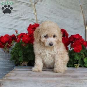 Cuddles, Miniature Poodle Puppy