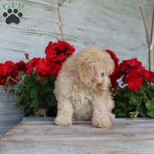 Cuddles, Miniature Poodle Puppy