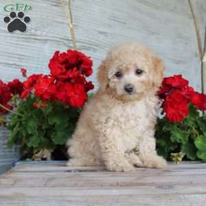 Cuddles, Miniature Poodle Puppy