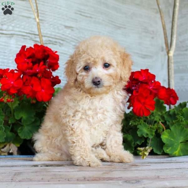 Cuddles, Miniature Poodle Puppy