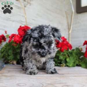 Charlie, Miniature Poodle Puppy