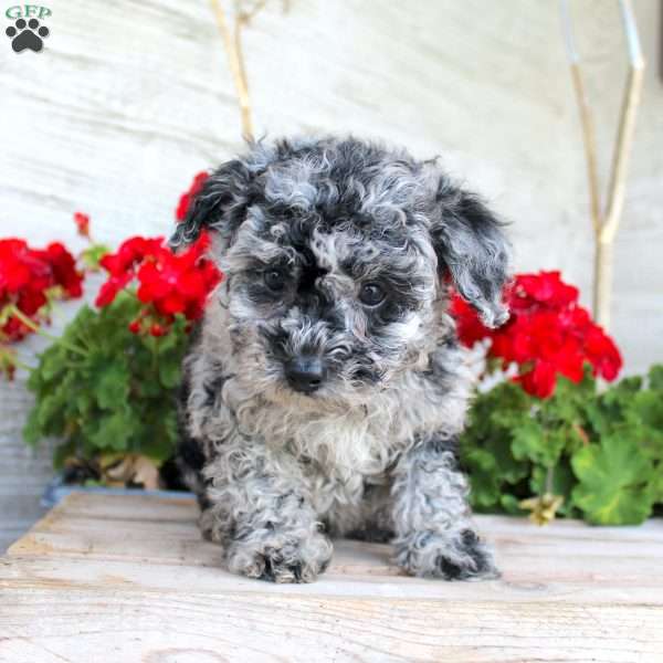 Charlie, Miniature Poodle Puppy