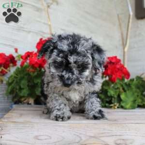Charlie, Miniature Poodle Puppy