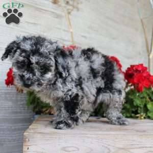 Charlie, Miniature Poodle Puppy