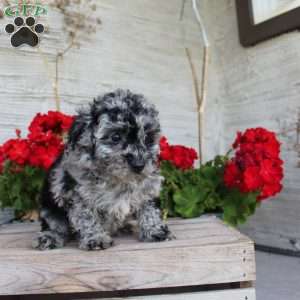 Charlie, Miniature Poodle Puppy