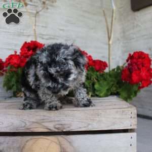 Charlie, Miniature Poodle Puppy