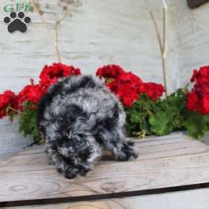 Charlie, Miniature Poodle Puppy