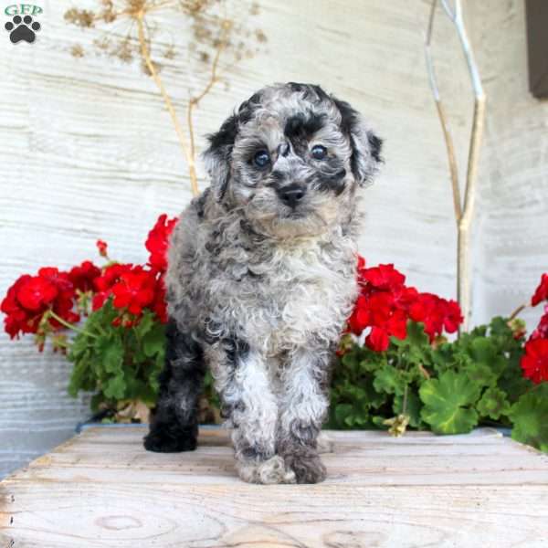 Chance, Miniature Poodle Puppy