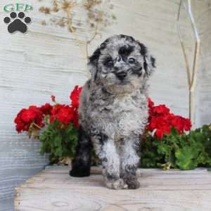 Chance, Miniature Poodle Puppy