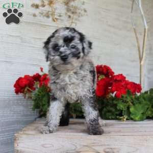 Chance, Miniature Poodle Puppy