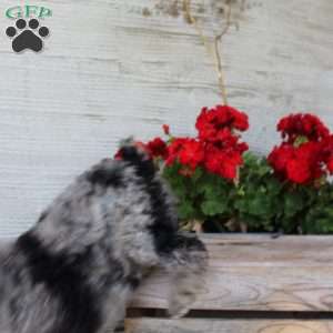 Chance, Miniature Poodle Puppy