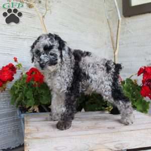 Chance, Miniature Poodle Puppy