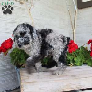 Chance, Miniature Poodle Puppy