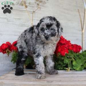 Chance, Miniature Poodle Puppy