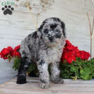 Chance, Miniature Poodle Puppy