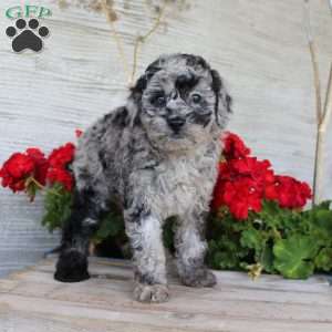 Chance, Miniature Poodle Puppy