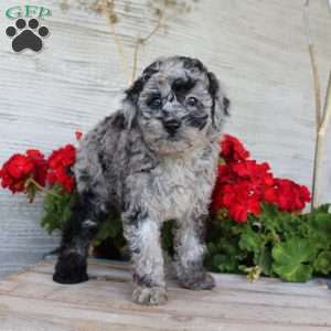Chance, Miniature Poodle Puppy