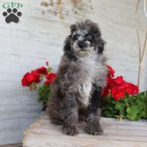 Brian, Miniature Poodle Puppy