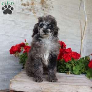 Brian, Miniature Poodle Puppy