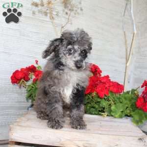 Brian, Miniature Poodle Puppy