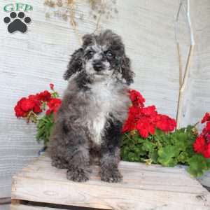Brian, Miniature Poodle Puppy