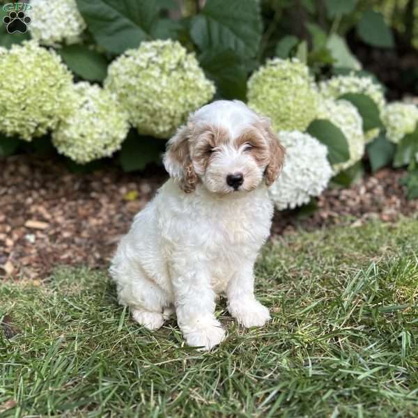 Fluffy, Mini Goldendoodle Puppy