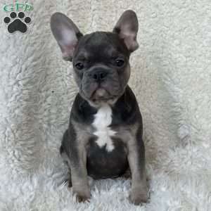 Sage, French Bulldog Puppy