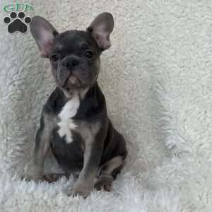 Sage, French Bulldog Puppy