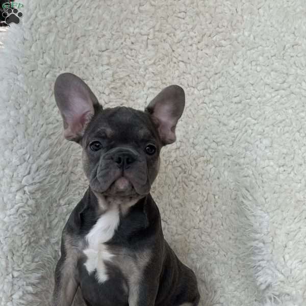 Sage, French Bulldog Puppy
