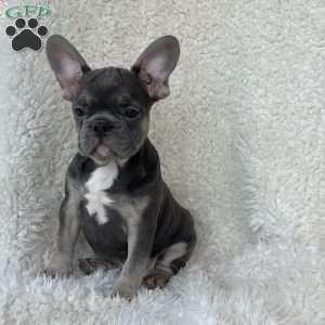 Sage, French Bulldog Puppy