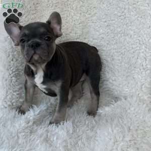 Sage, French Bulldog Puppy