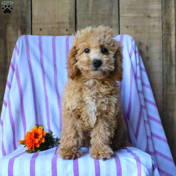 Sunflower, Cockapoo Puppy