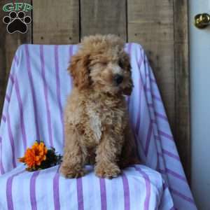 Sunflower, Cockapoo Puppy