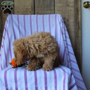 Sunflower, Cockapoo Puppy