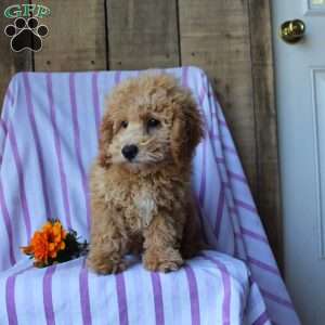 Sunflower, Cockapoo Puppy