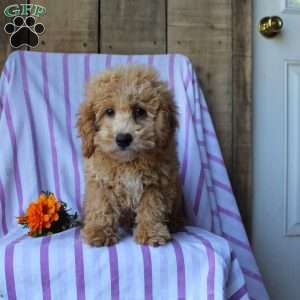 Sunflower, Cockapoo Puppy
