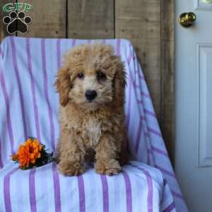 Sunflower, Cockapoo Puppy