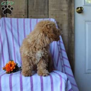 Sunflower, Cockapoo Puppy