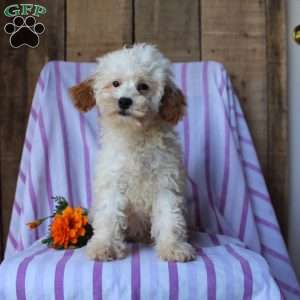 Lily, Cockapoo Puppy