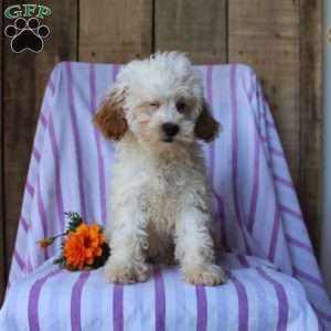 Lily, Cockapoo Puppy