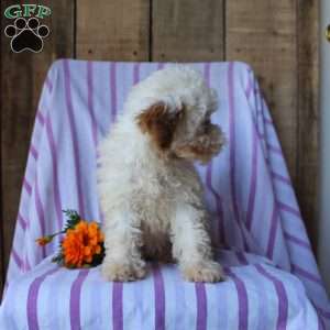 Lily, Cockapoo Puppy