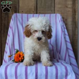 Lily, Cockapoo Puppy