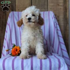 Lily, Cockapoo Puppy