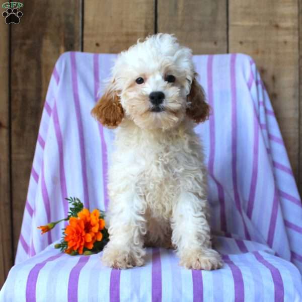 Lily, Cockapoo Puppy