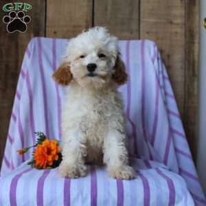 Lily, Cockapoo Puppy