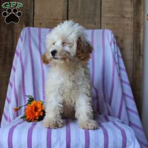 Lily, Cockapoo Puppy