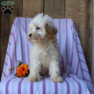 Lily, Cockapoo Puppy