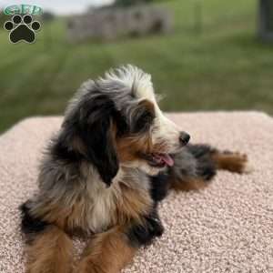 Raya, Mini Bernedoodle Puppy