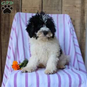 Timmy, Cockapoo Puppy